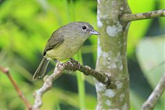 Blue Mountain Vireo